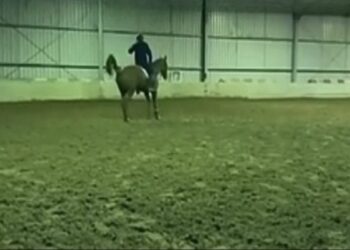 Olympic Rider Heath Ryan Suspended After Shocking Video Shows Him Whipping Young Horse Over 40 Times